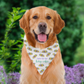 Mardi Gras King Cake Dog Bandana