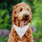 *Custom Crest Add On* Dog Bandana