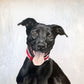 12 x 12 Custom Oil Painted Pet Portrait