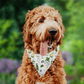 A brown dog wearing a golf dog bandana with a green and yellow golf-themed pattern. Pattern includes pimento cheese sandwiches, egg salad sandwiches, patron tournament chairs, green caps, golf balls, tournament cups, cameras and more!
