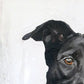 6 x 6 Close Up Custom Oil Painted Pet Portrait